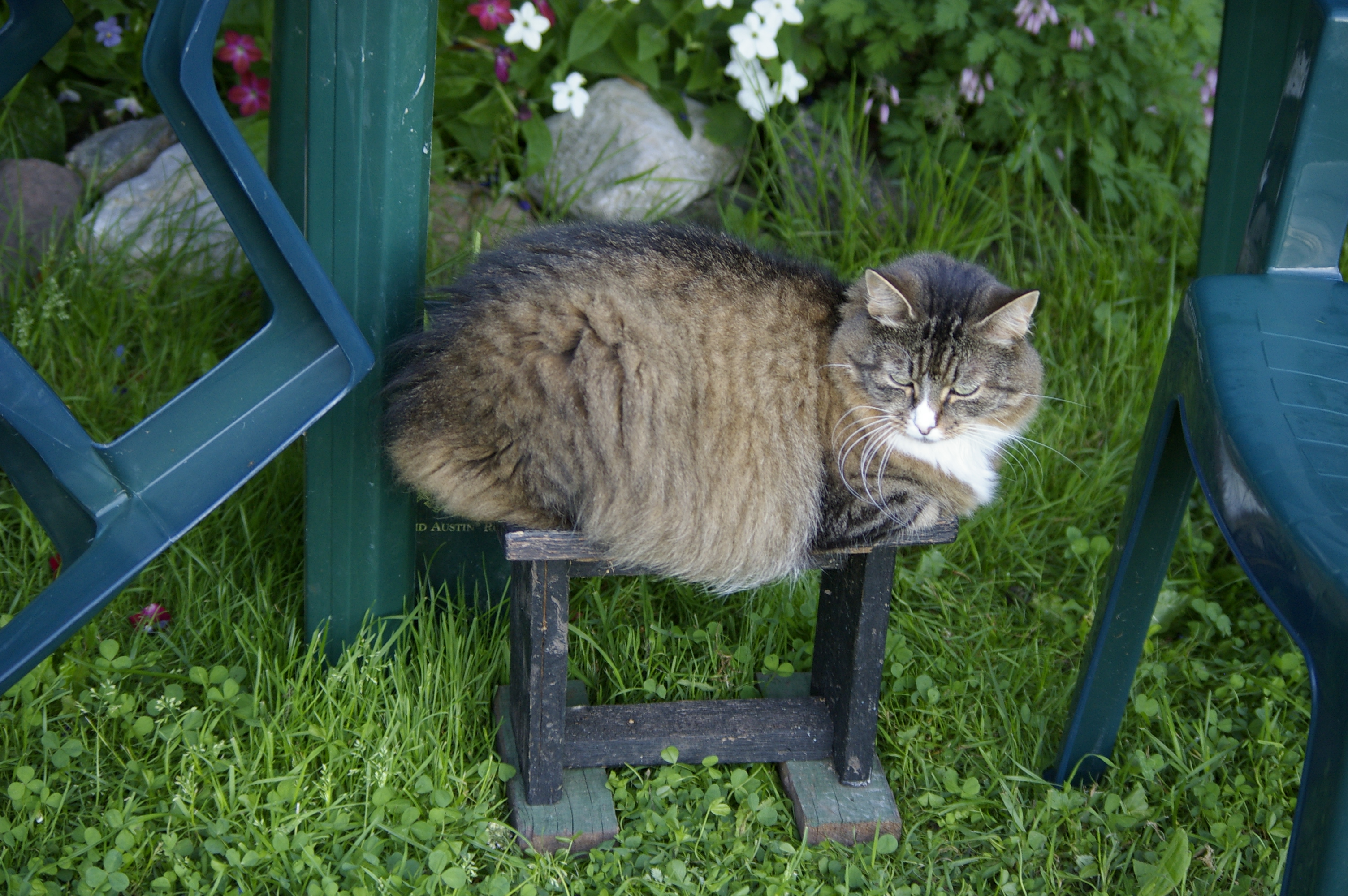 Juuli 2011 Missu