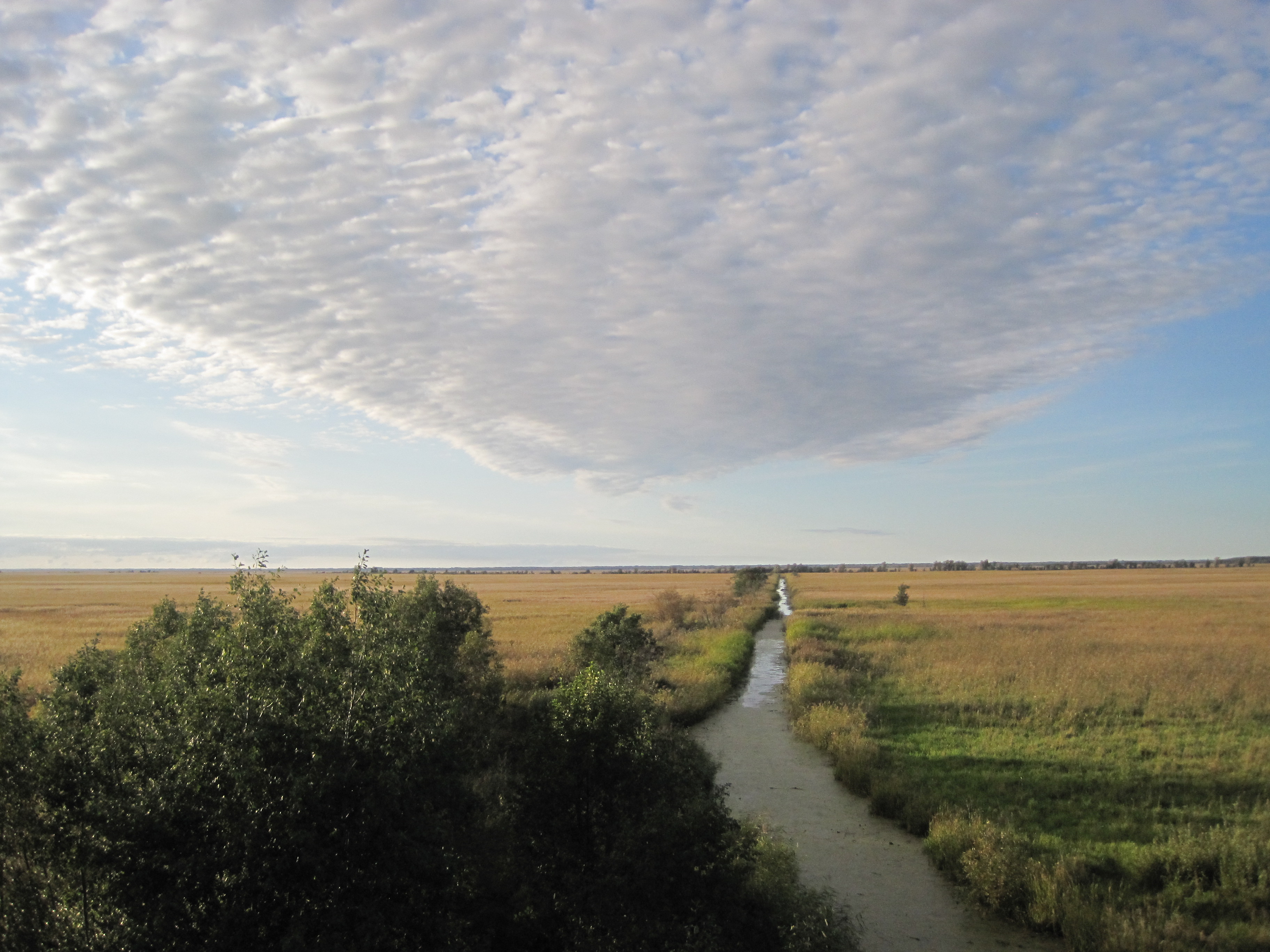 Penijõgi