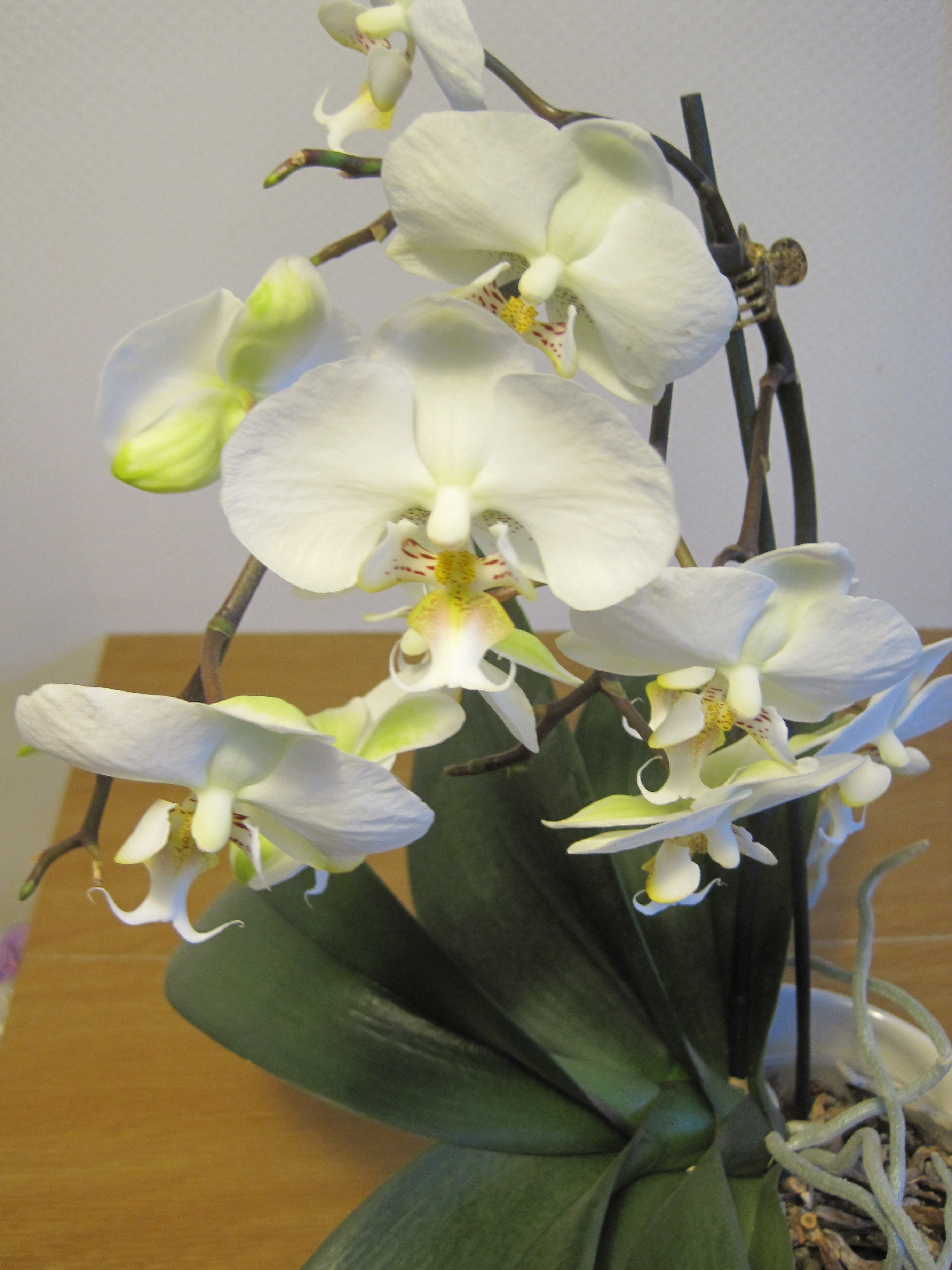 Phalaenopsis