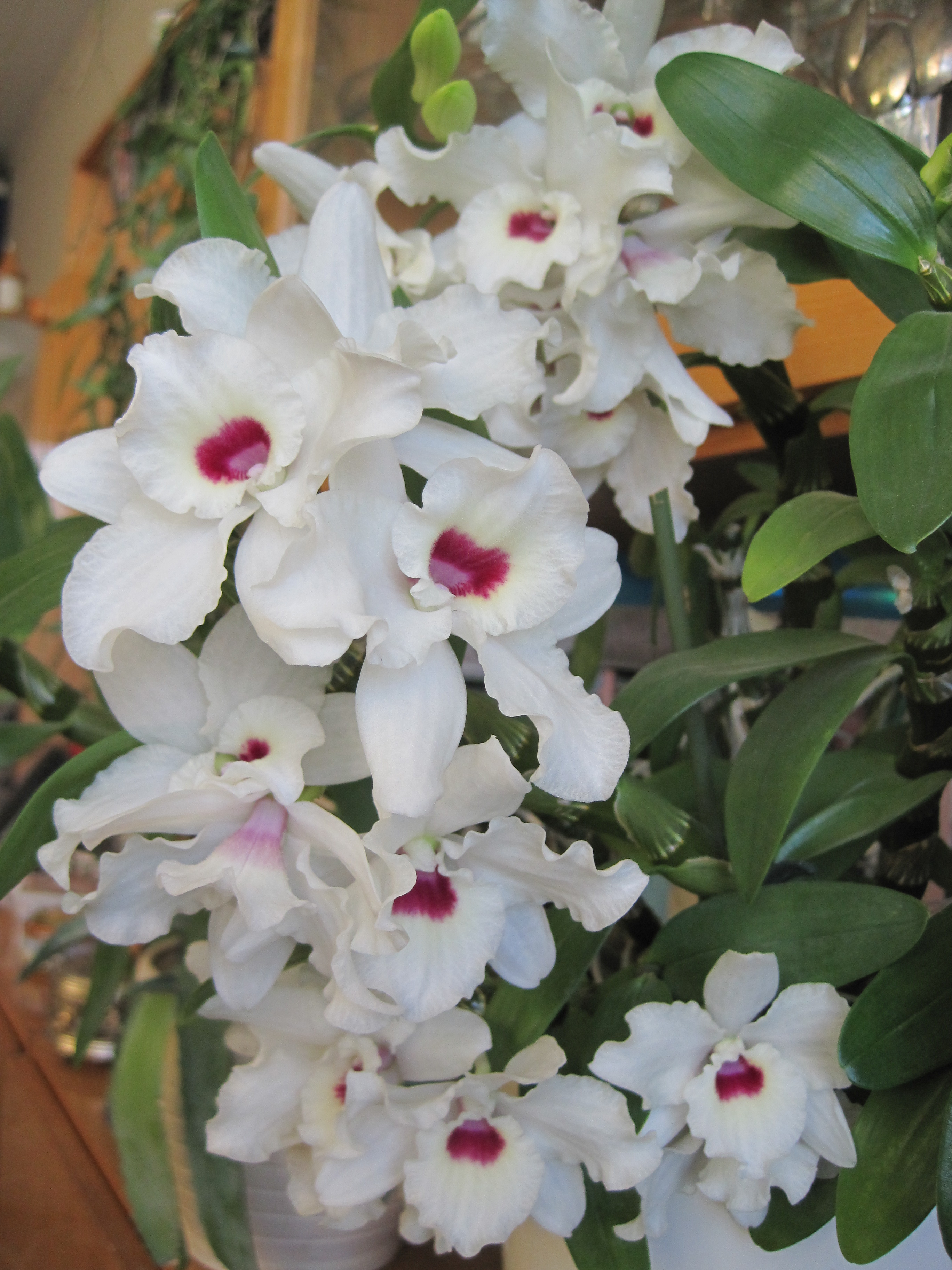 Dendrobium nobile