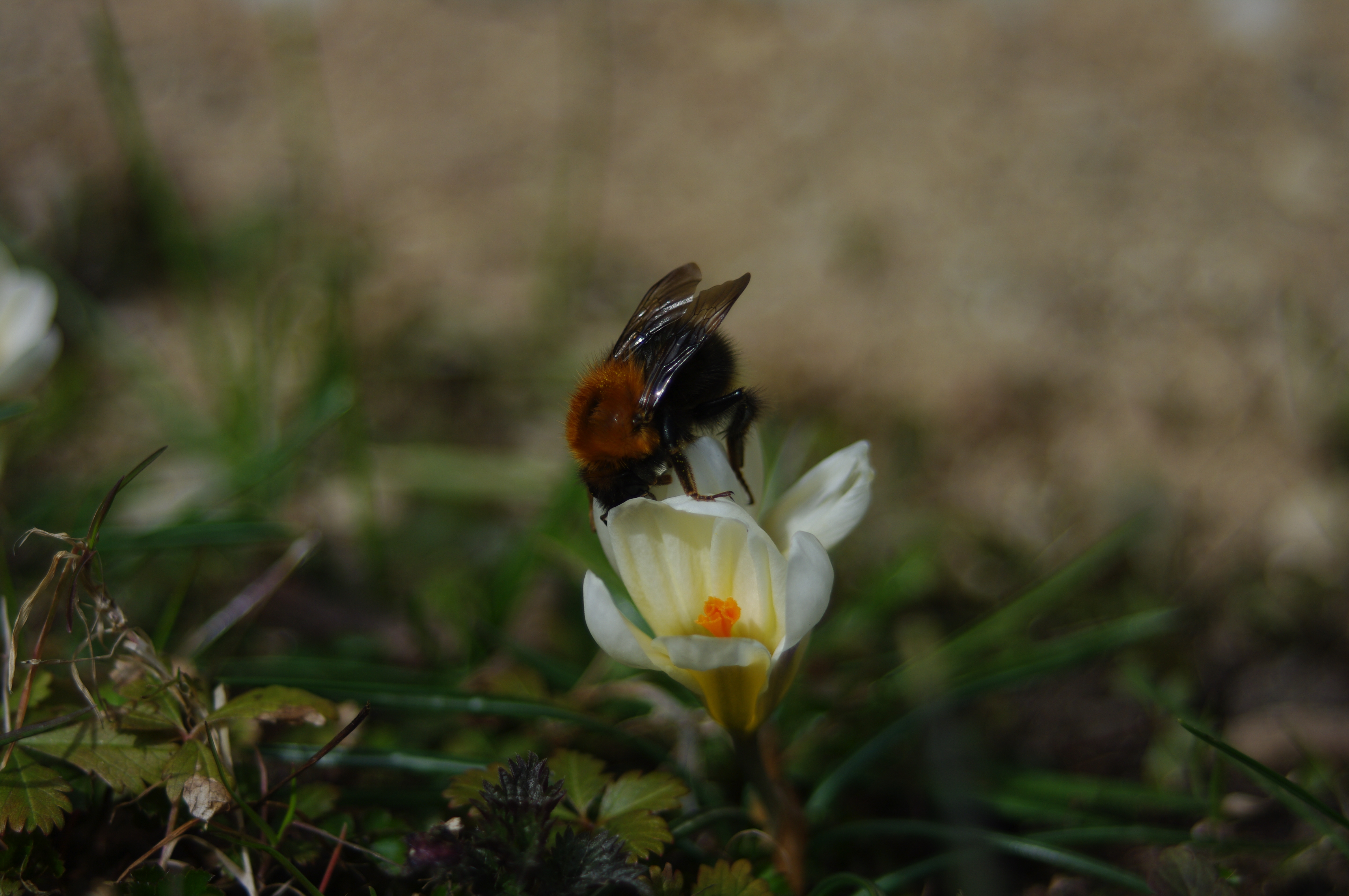 Talukimalane Bombus hypnorum