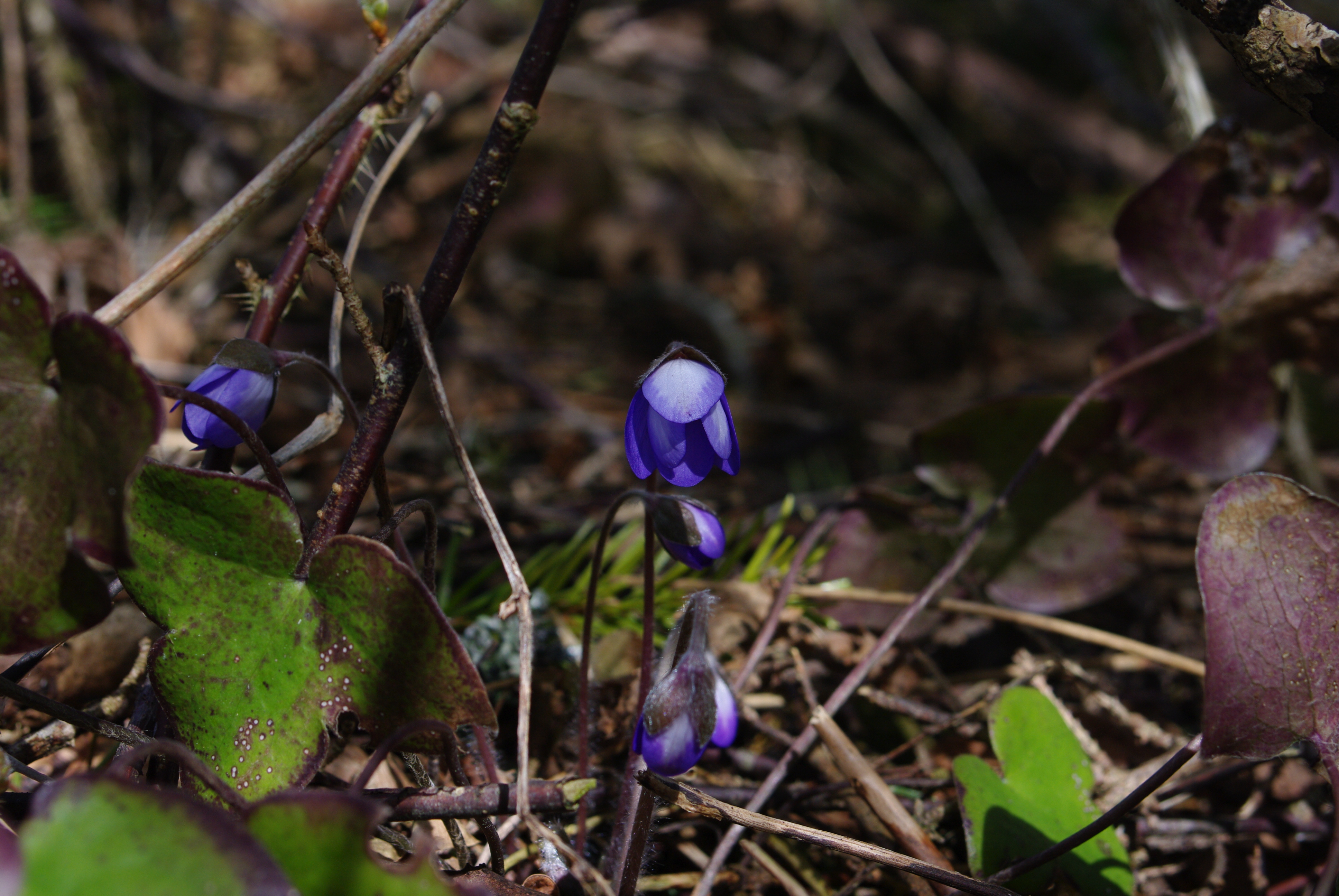 Hepatica nobilis