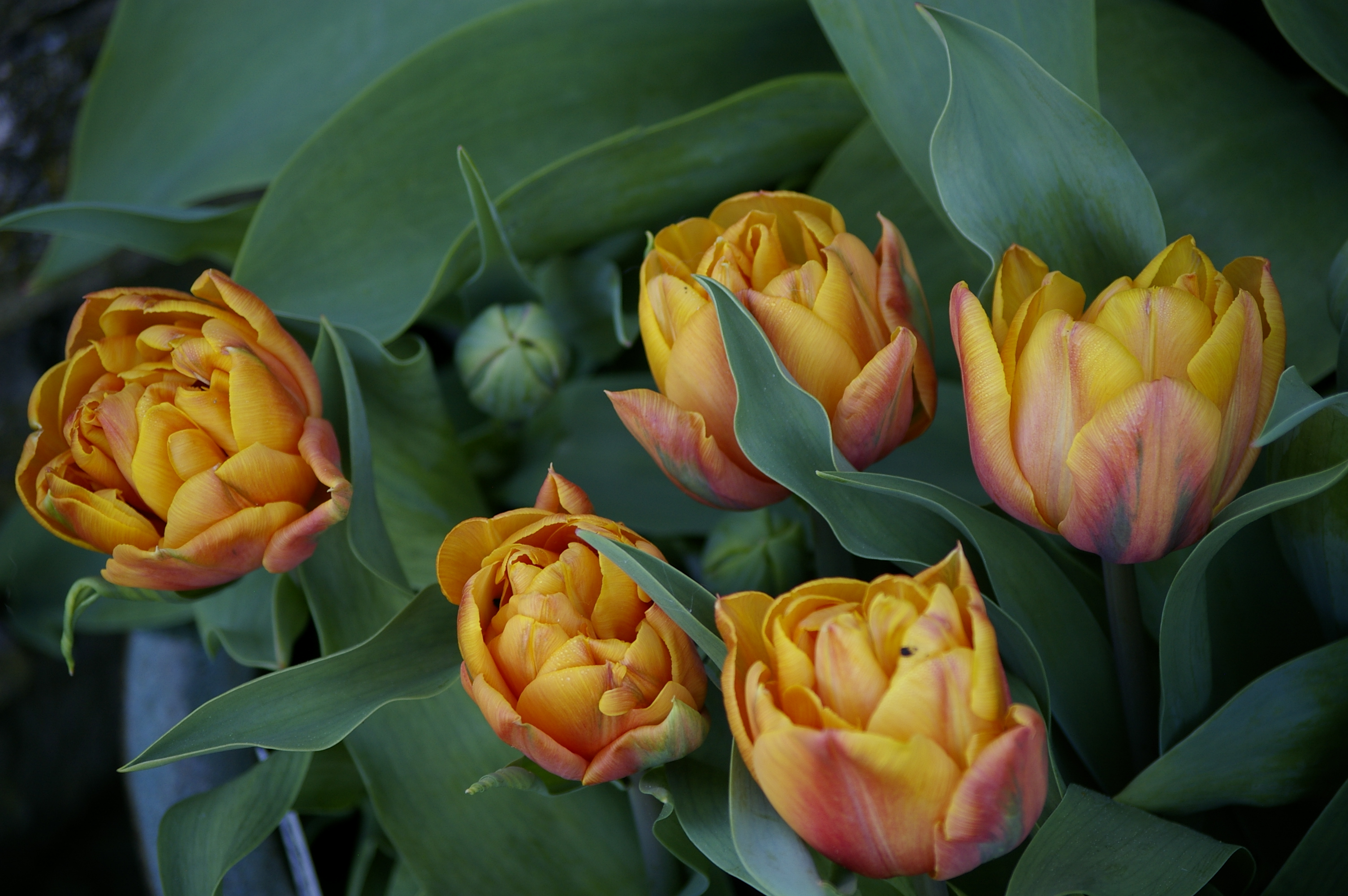 "Orange Princess"