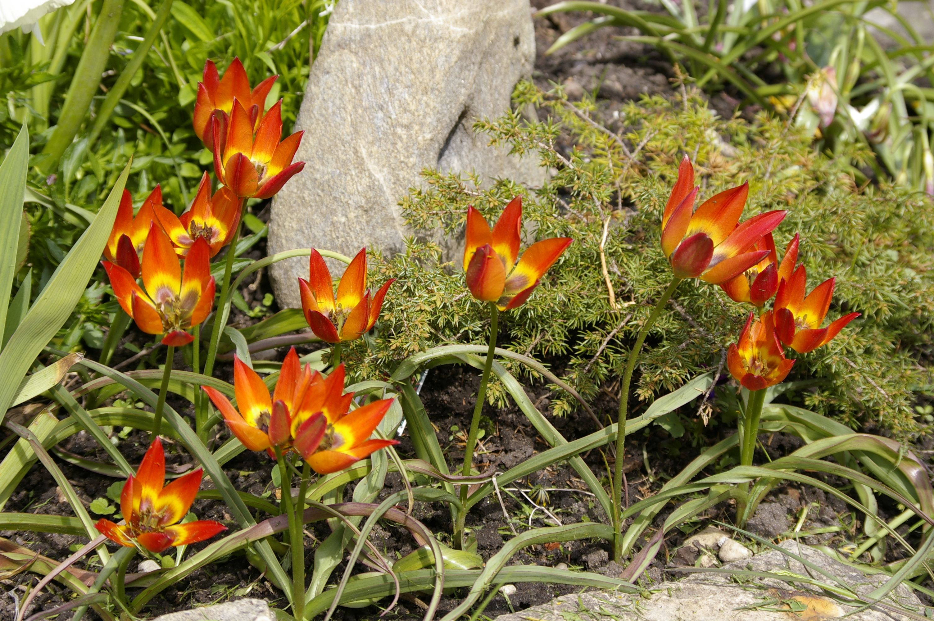 Tulipa hageri x aucheriana 'Little Princess"