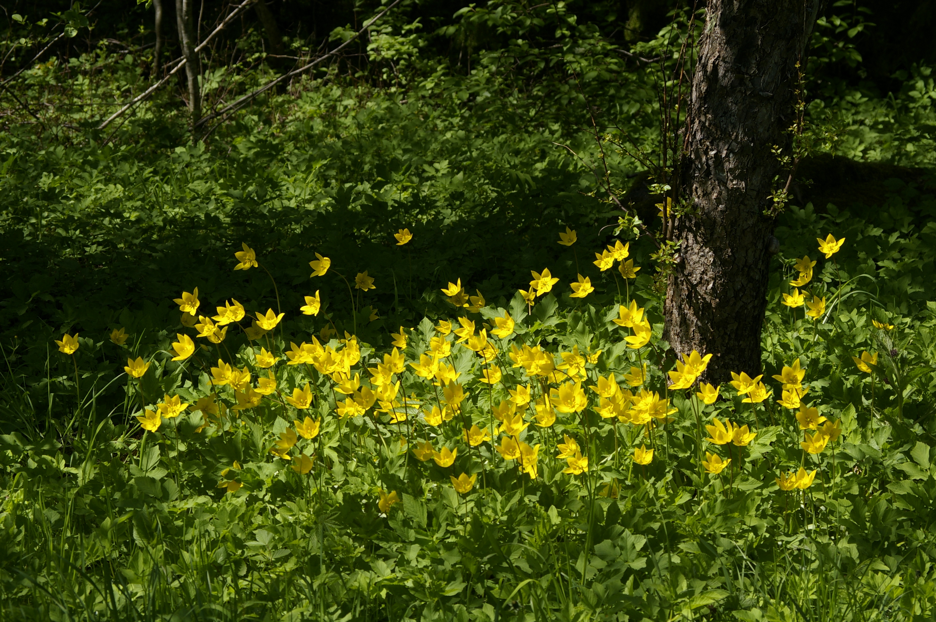 Metstulp "Tulipa sylvestris"