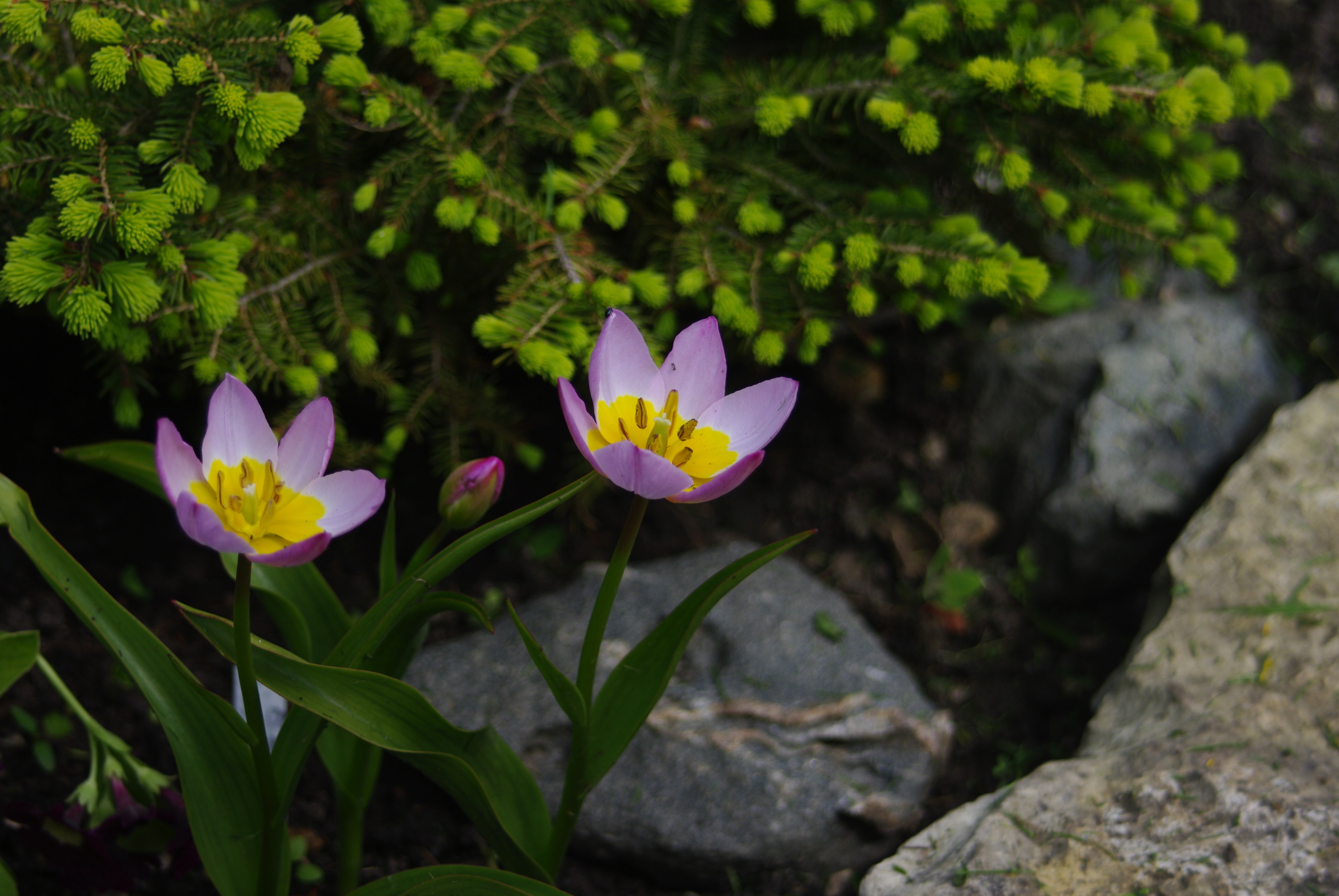 Tulipa bakeri "Lilac Wonder"