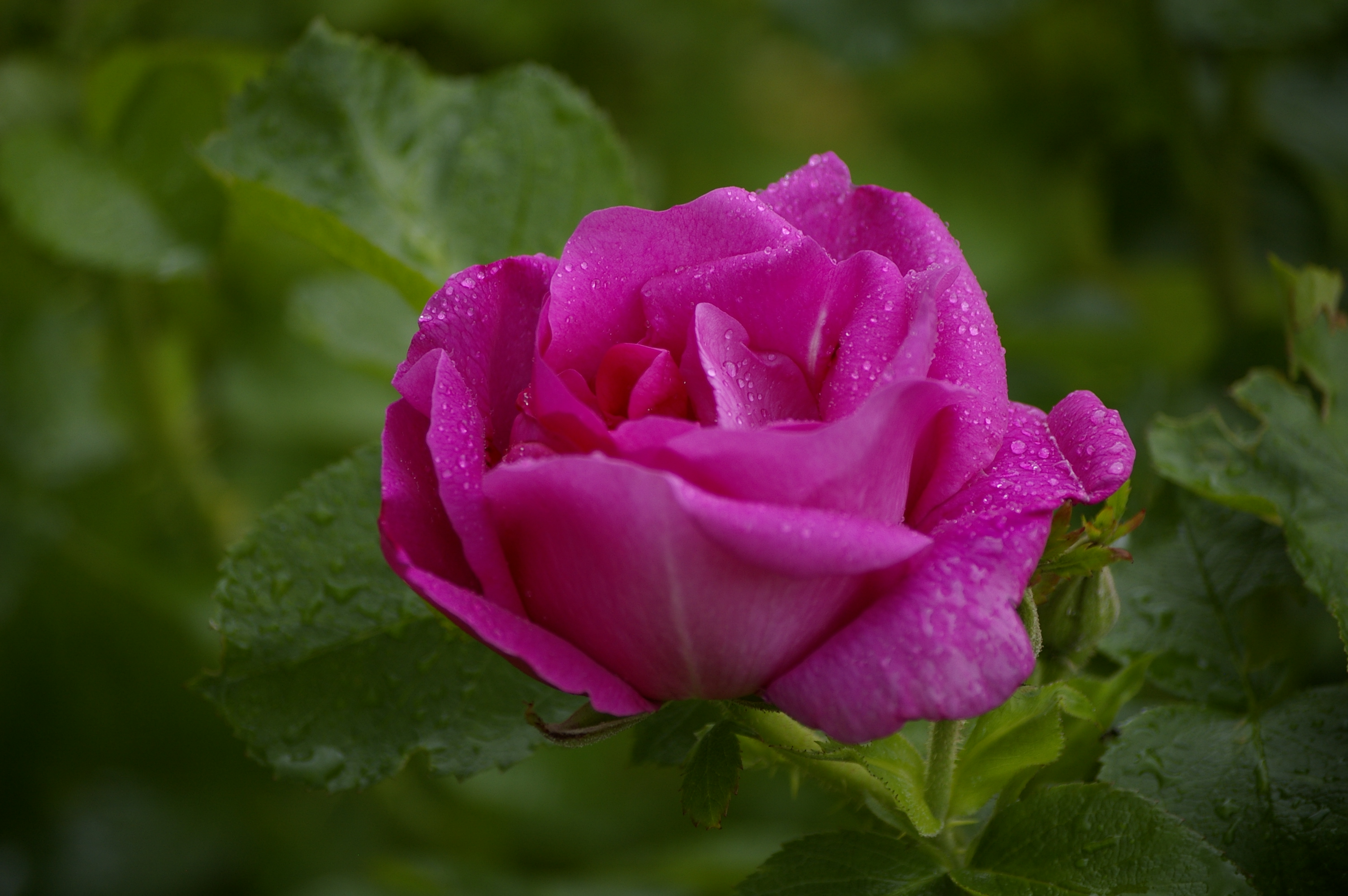 "L.Freimane"