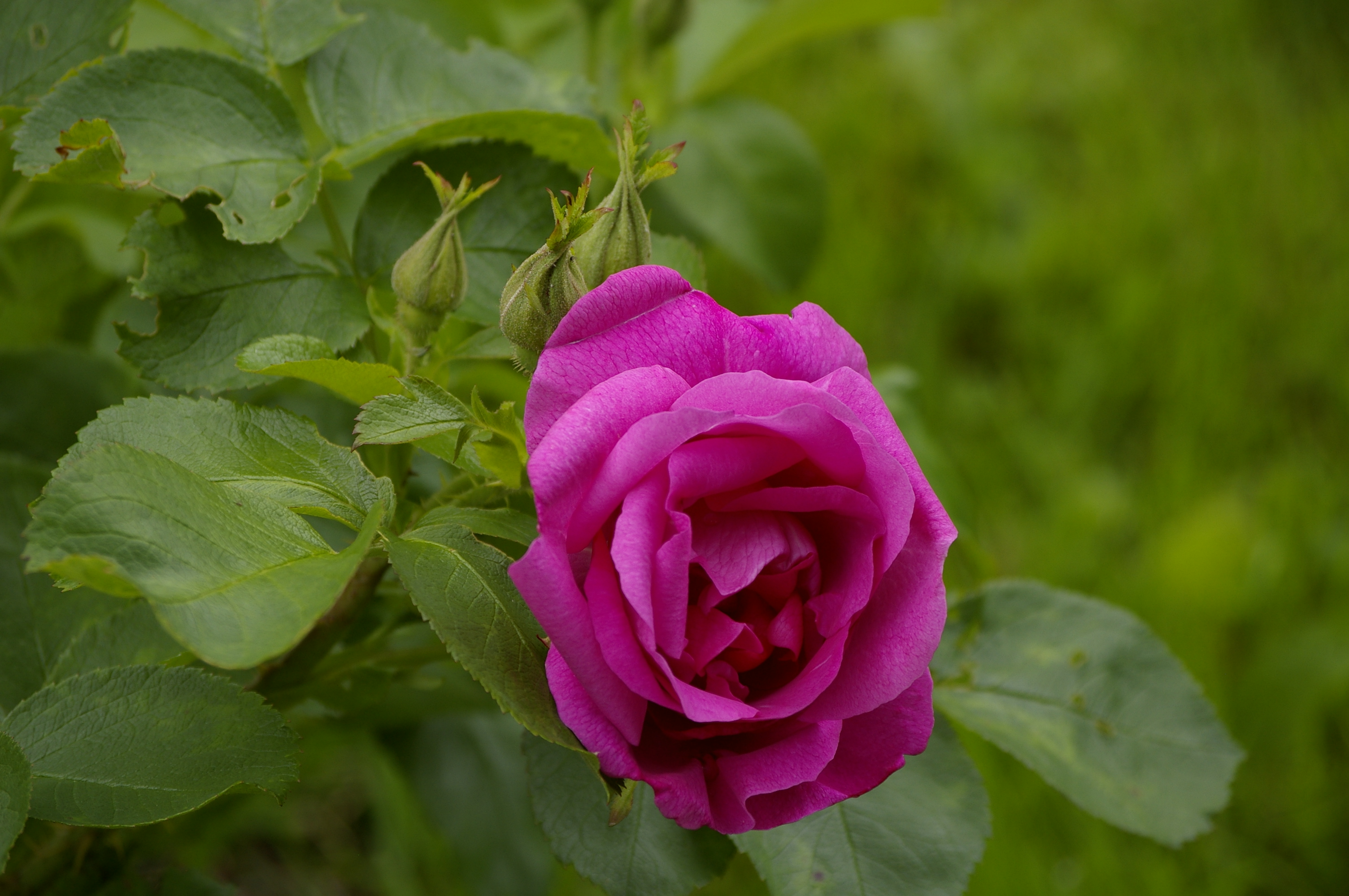 "Lidia Freimane"