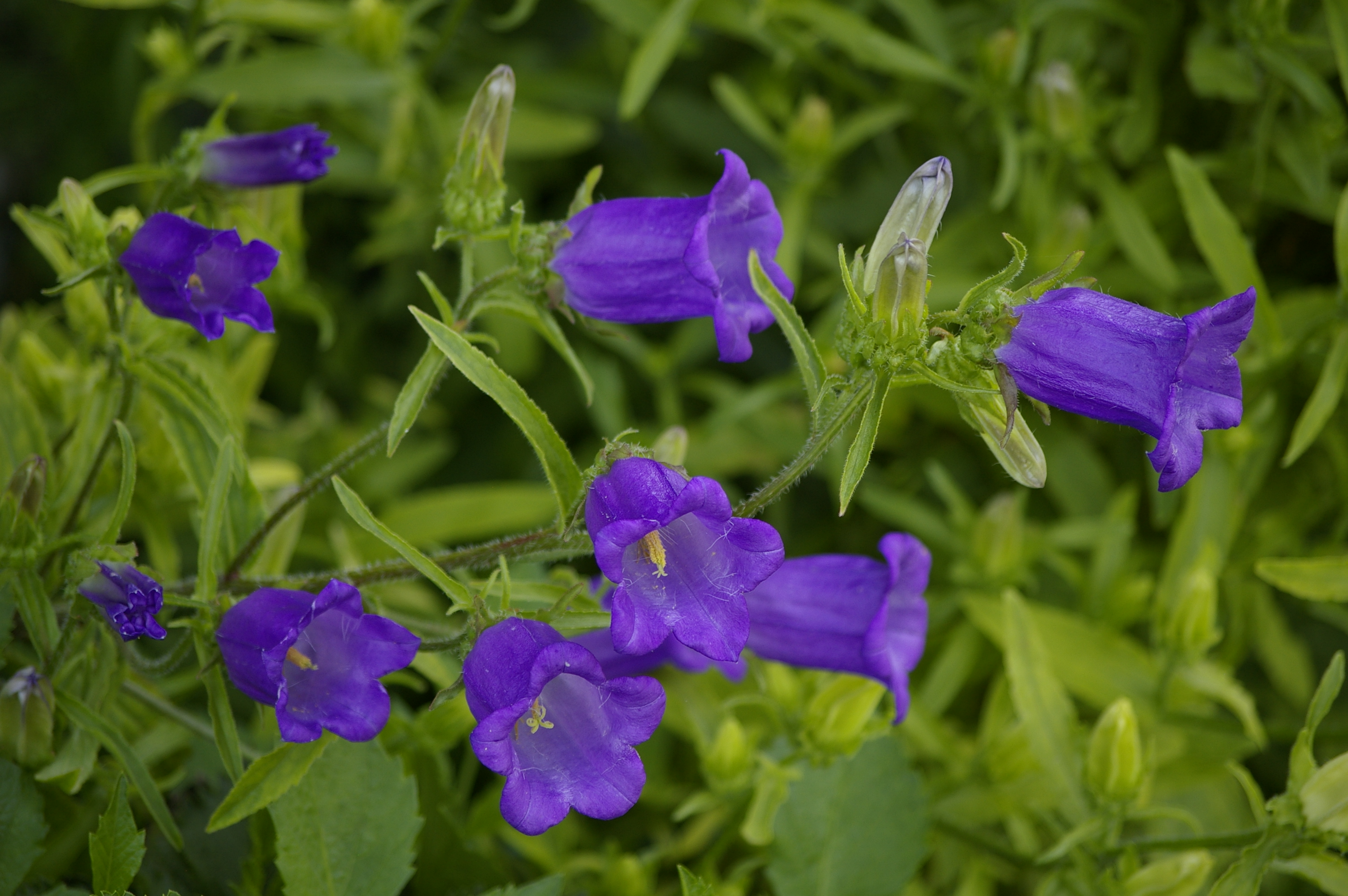 Keskmine kellukas (Campanula medium)