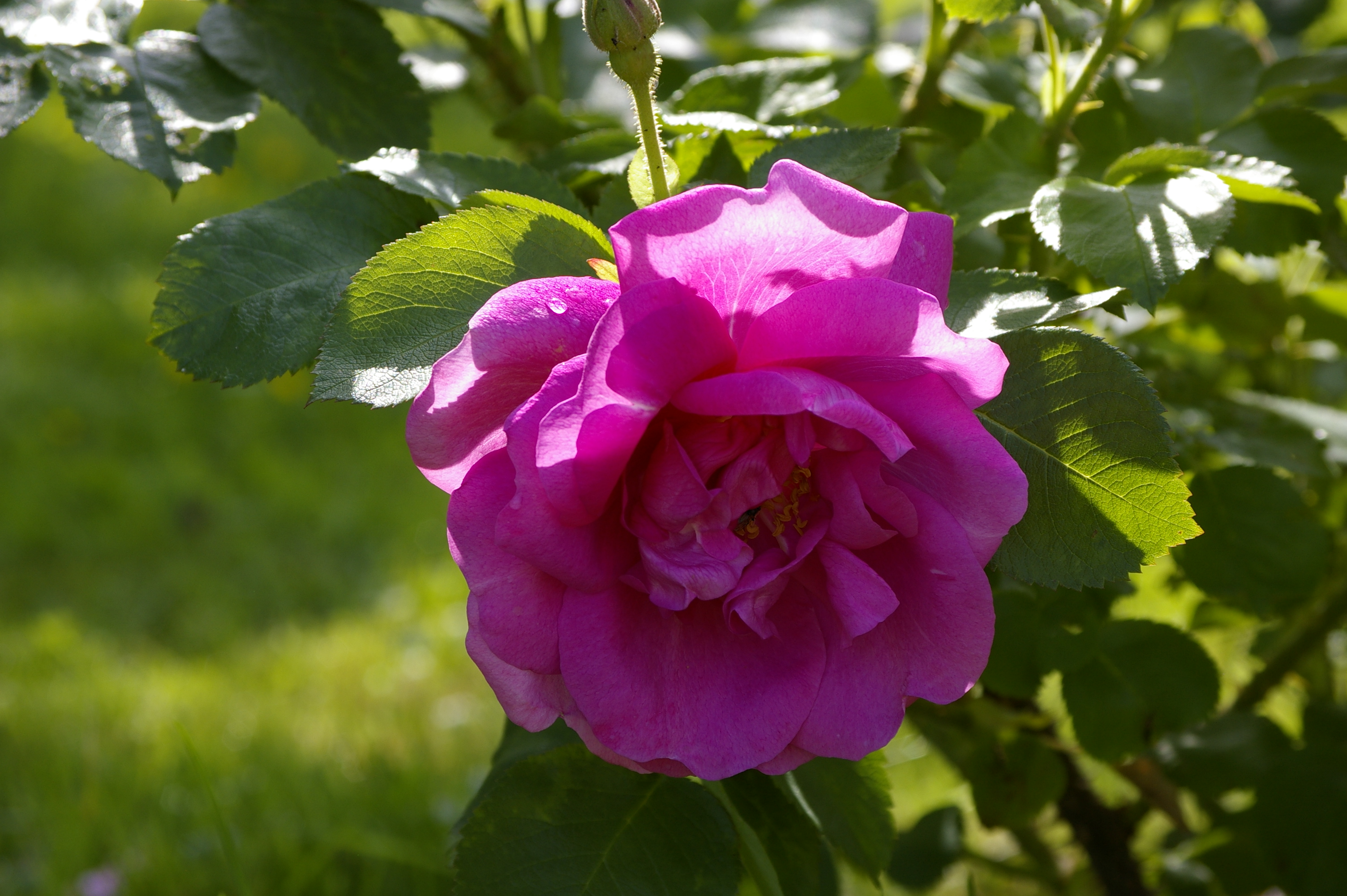 Rosa x rugosa 'Lydia Freimane'