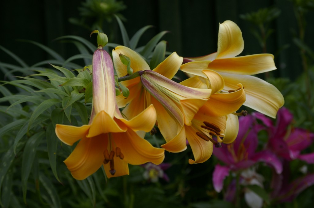 Trompetliilia "African Queen"