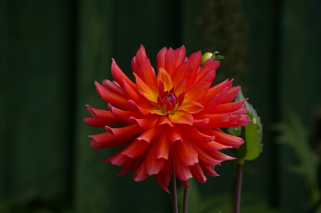 "Tricolore"