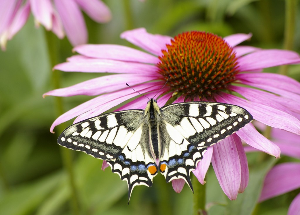 Pääsusaba (Papilio machaon)