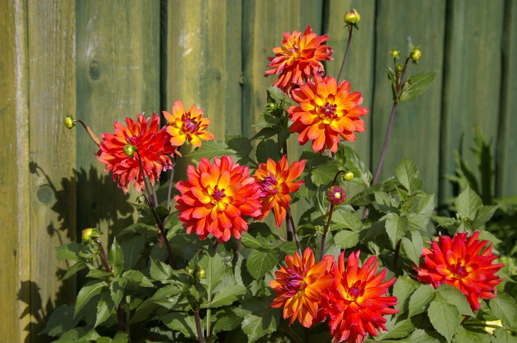 Daalia "Tricolore"