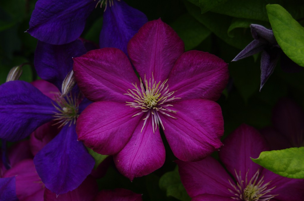 Clematis "Ville de Lyon"