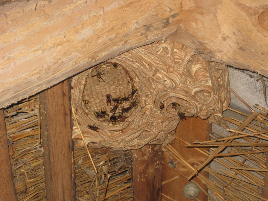 Vapsik (Vespa crabro)