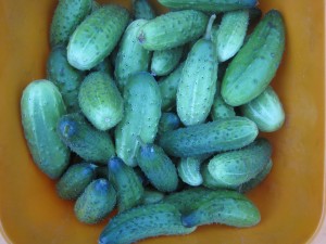 Kurgisaak