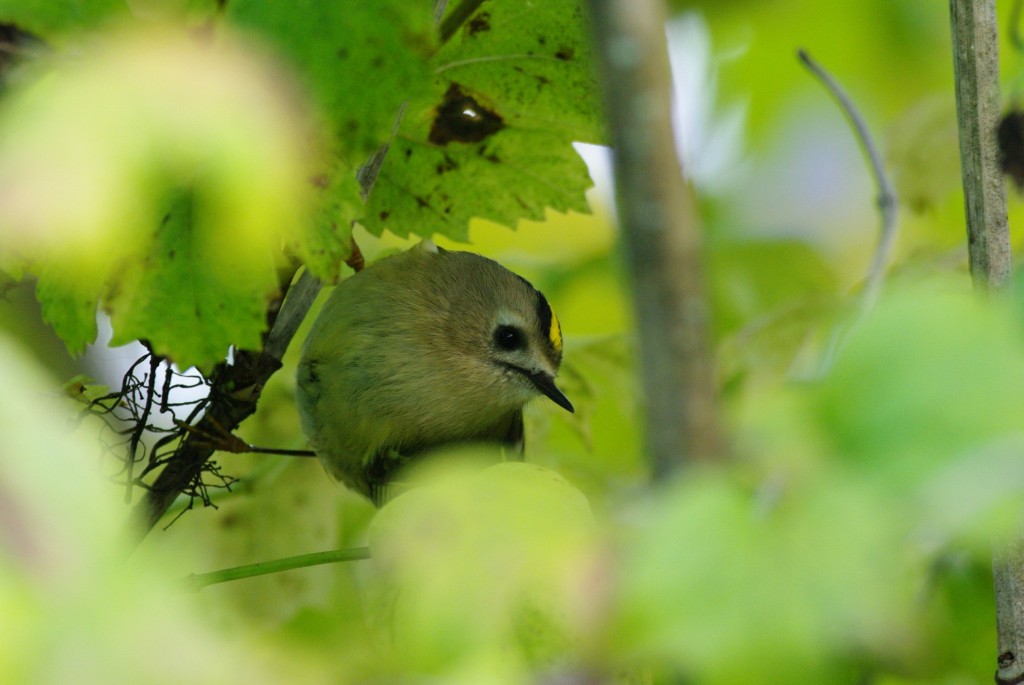 Pöialpoiss (Regulus regulus L)