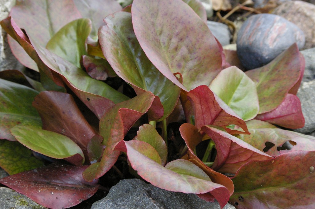 Bergenia "Eroica"