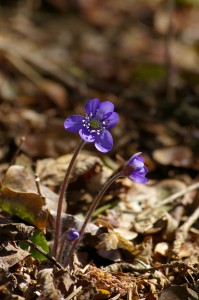 Sinilill 190413