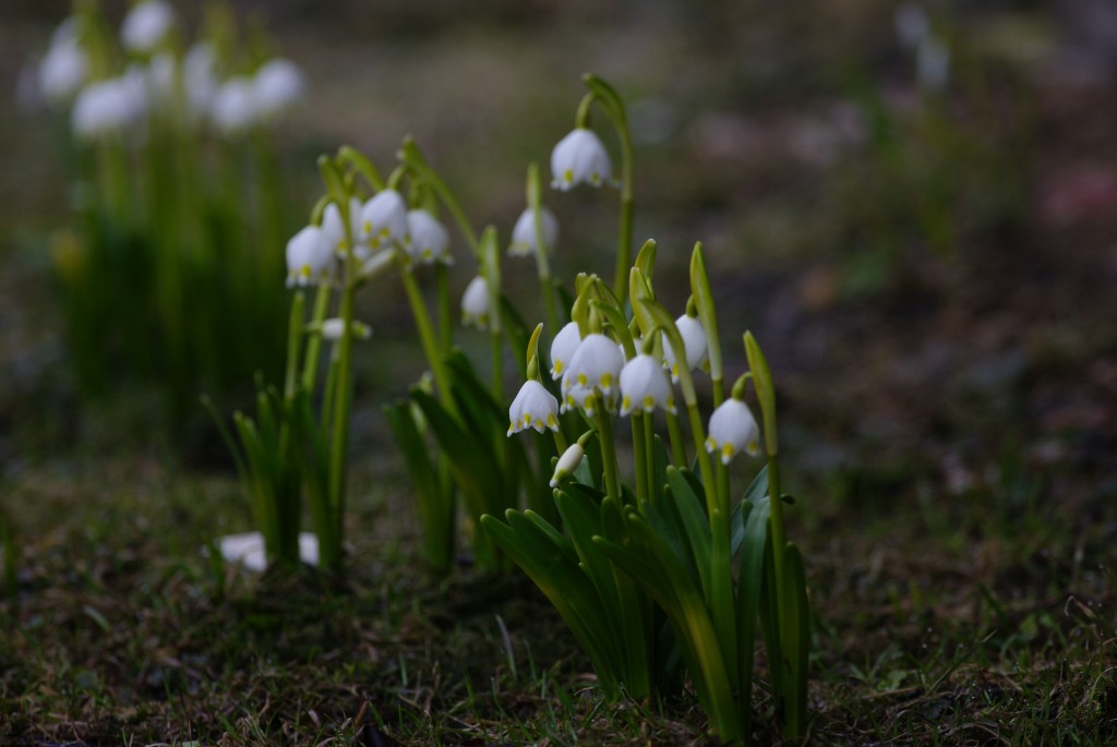 Märtsikellukesed 140413