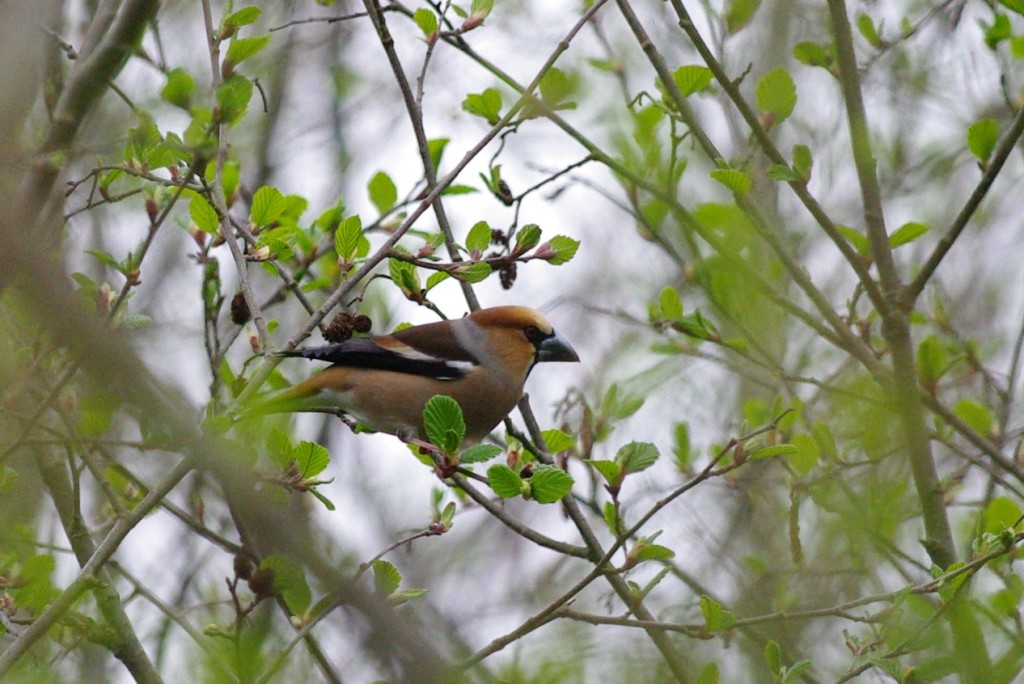 Suurnokk-vint (Coccothraustes coccothraustes)