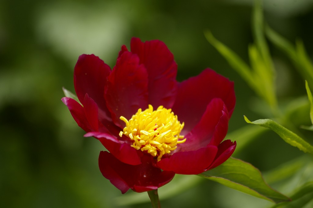 Paeonia lactiflora ‘Sword Dance’