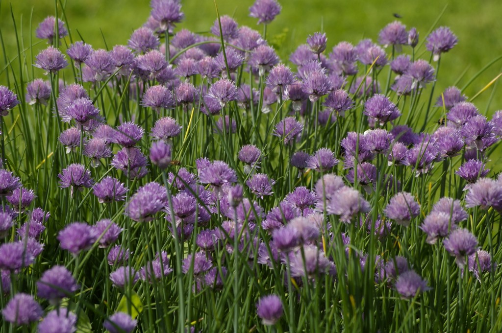 Murulauk (Allium schoenoprasum