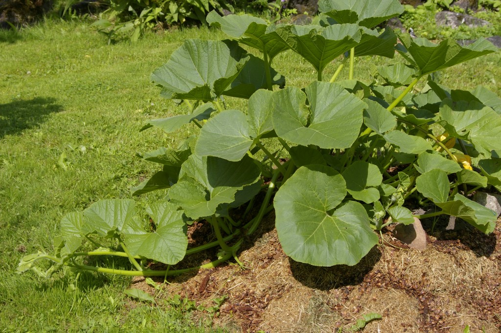 Kõrvits