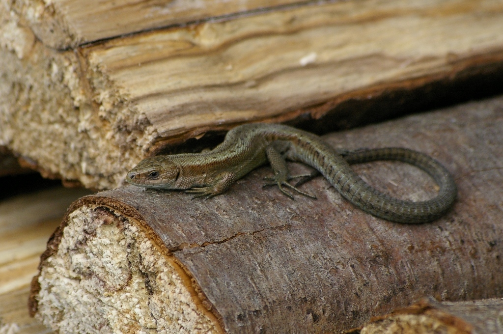 Arusisalik (Zootoca vivipara)