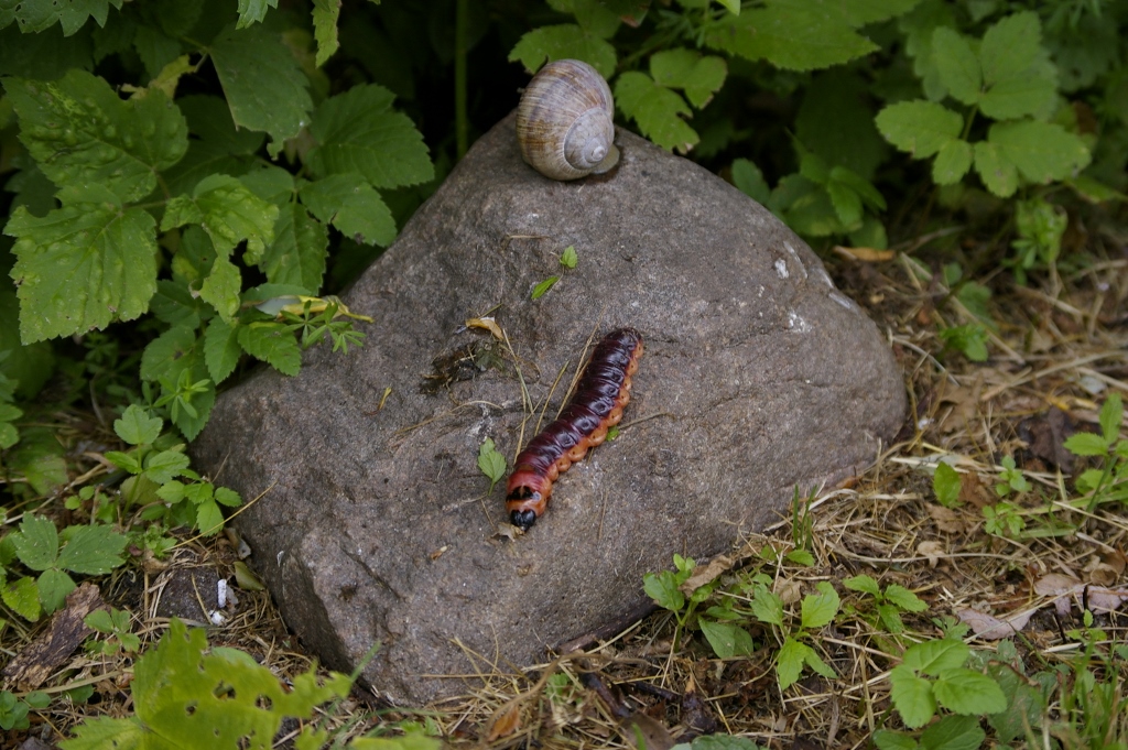 Pajumailase (Cossus cossus) röövik