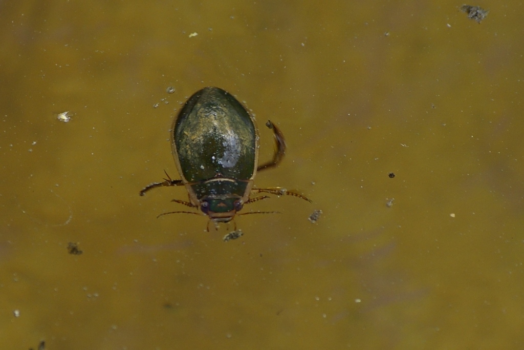 Kollaserv-ujur (Dytiscus marginalis)