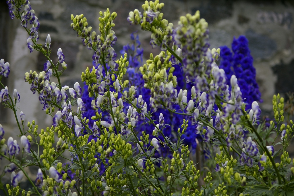 Kahevärviline käoking (Aconitum bicolor)