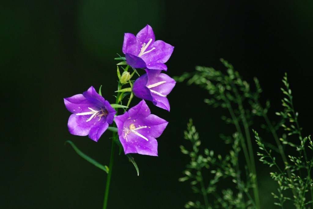 Suureõieline kellukas ehk kurekatel (campanula persicifolia)