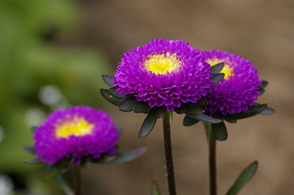 Aster
