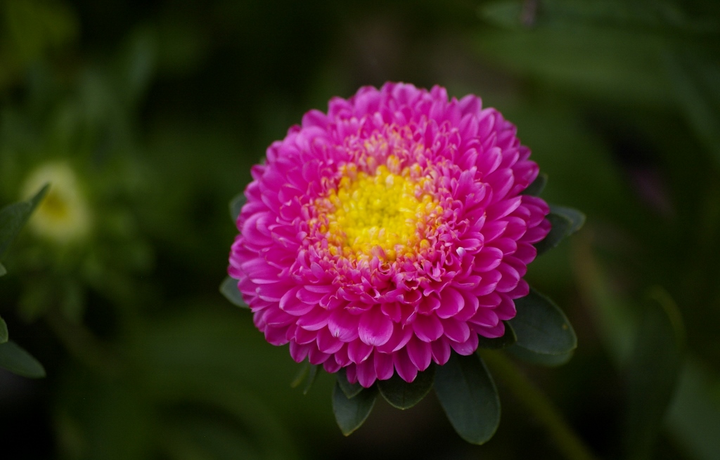 Aster