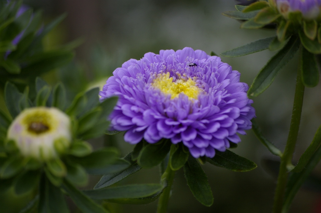 Aster