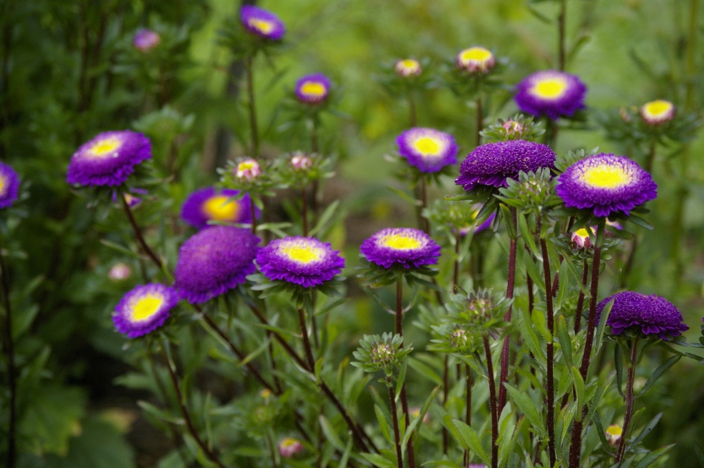 Aster "Pampushka Chernichnaja"