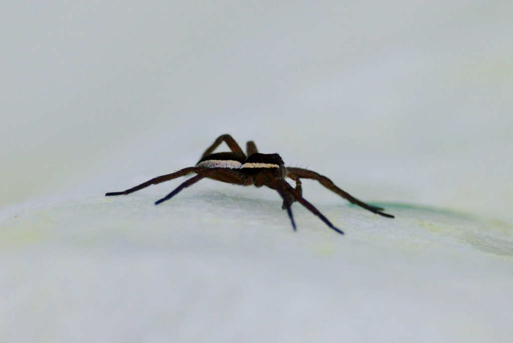 Hiidämblik (Dolomedes fimbriatus)