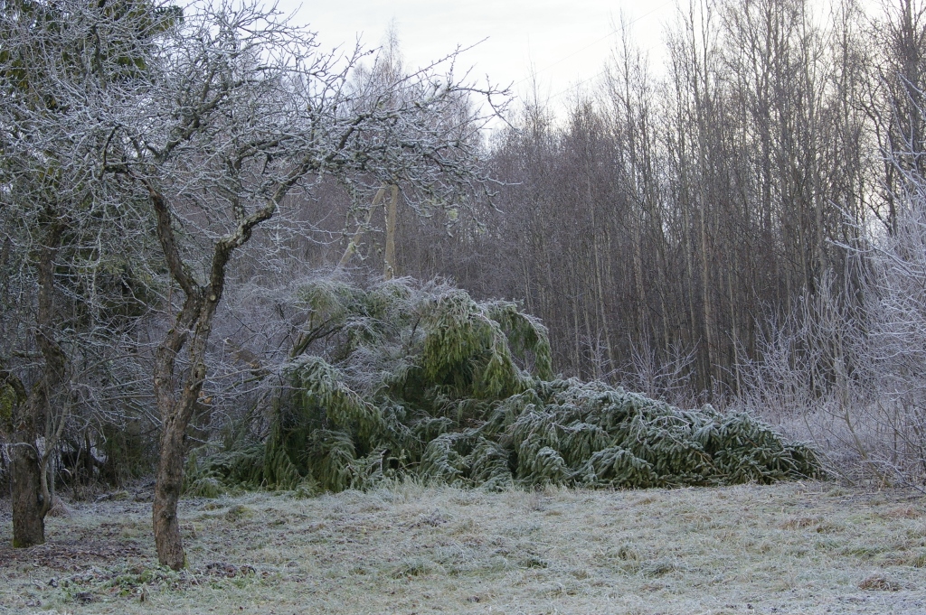 Kuusk 141213