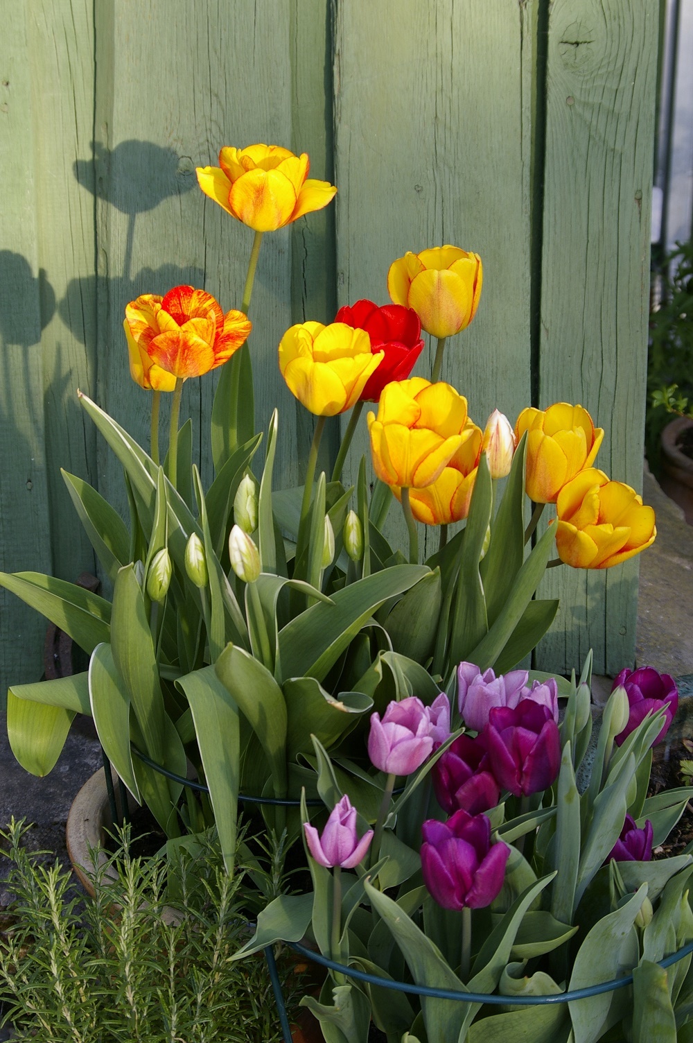 'Blushing Apeldoorn'