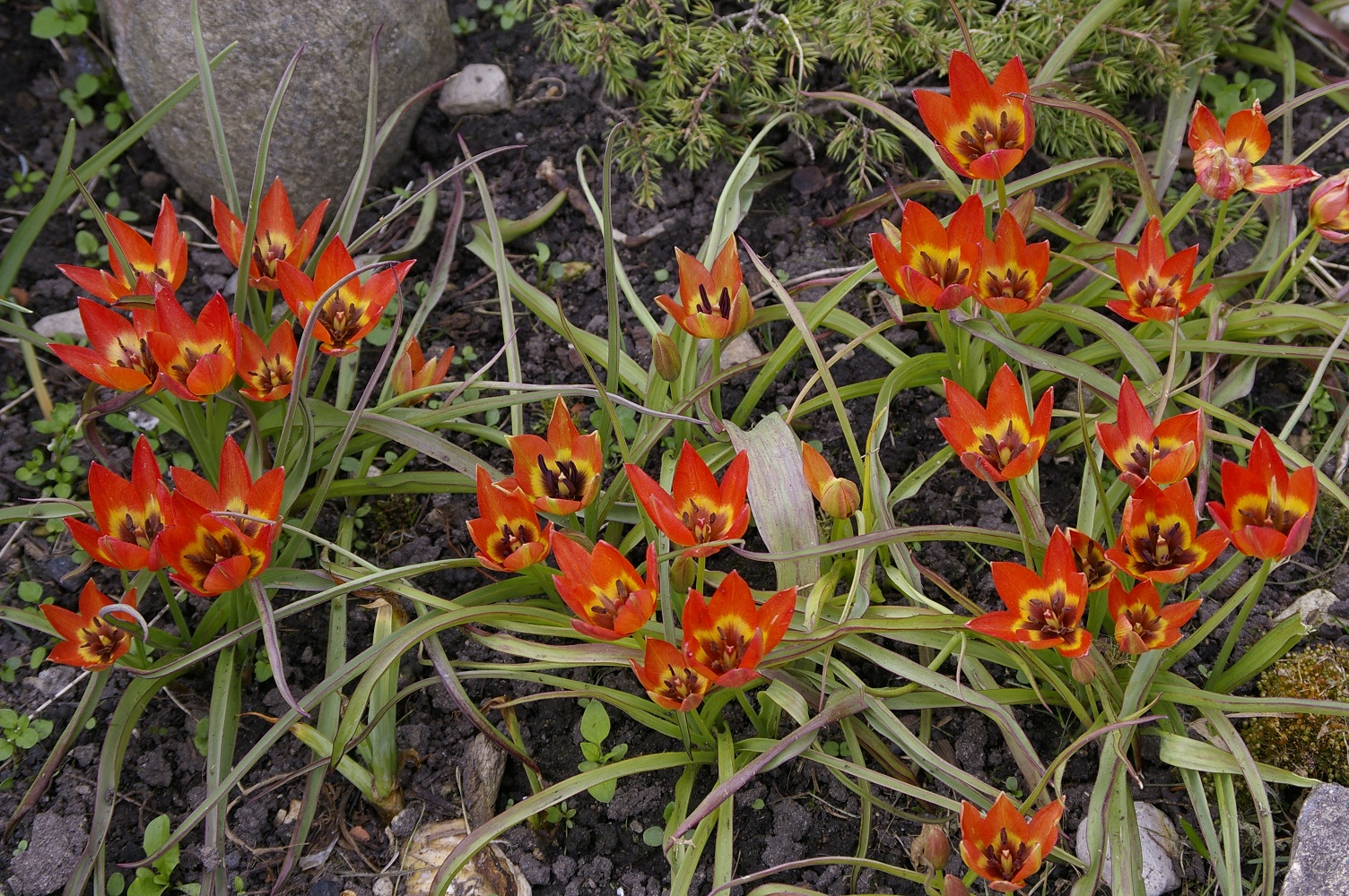 Botaaniline tulp 'Little Princess'