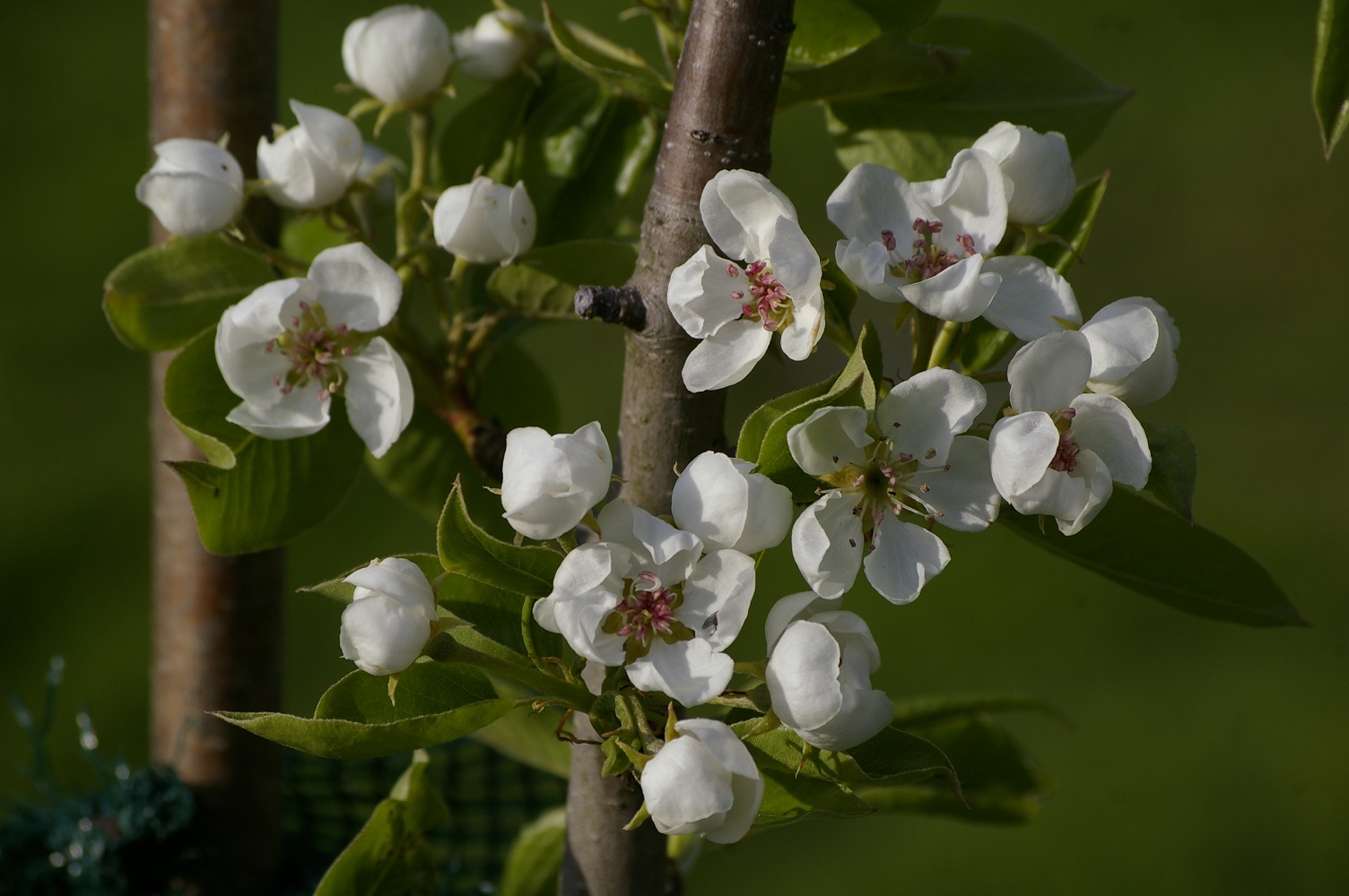 Pirnipuu 'Pepi'