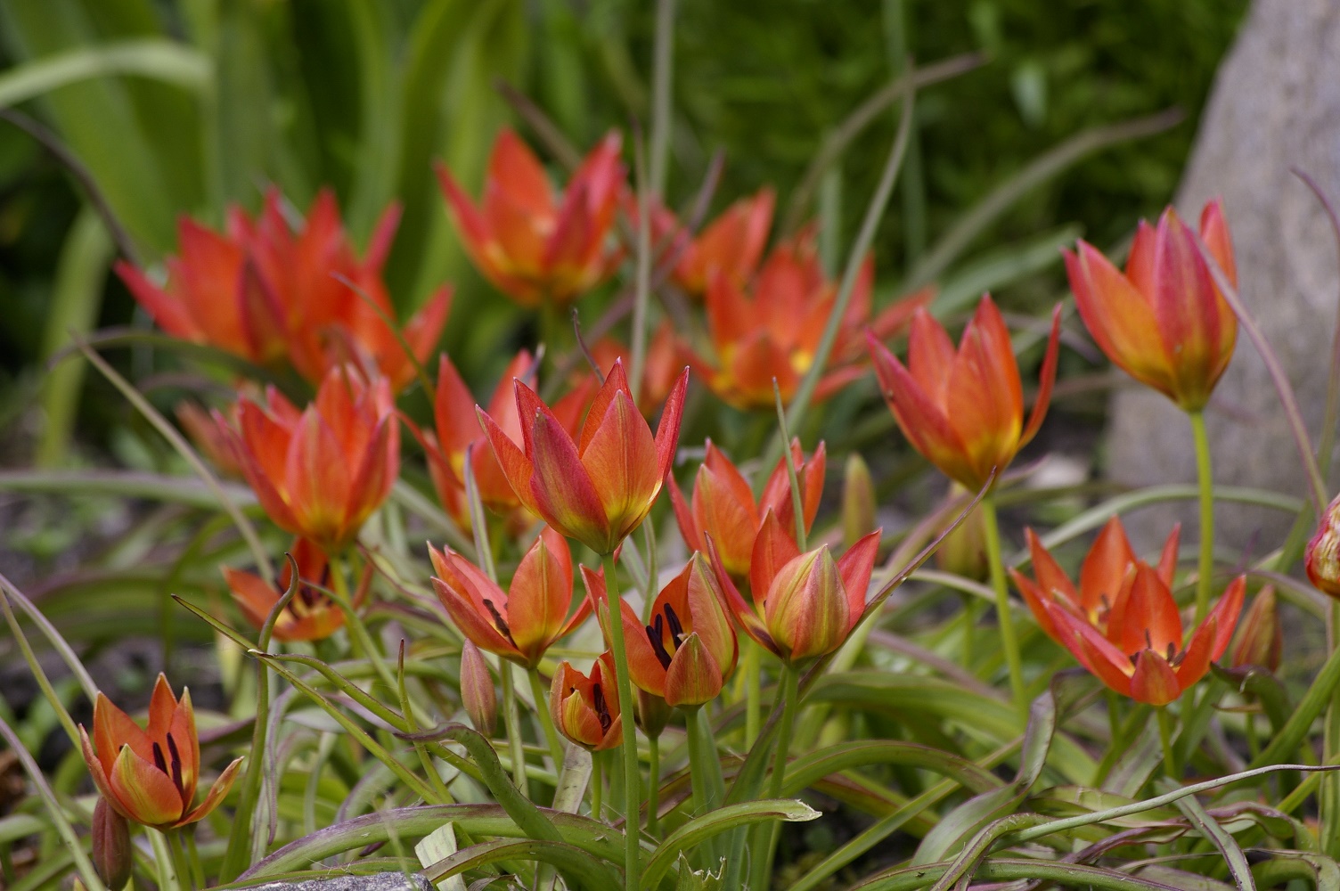 Tulipa hageri x aucheriana 'Little Princess'