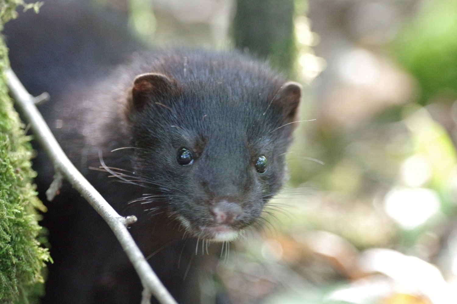 Ameerika naarits e. mink