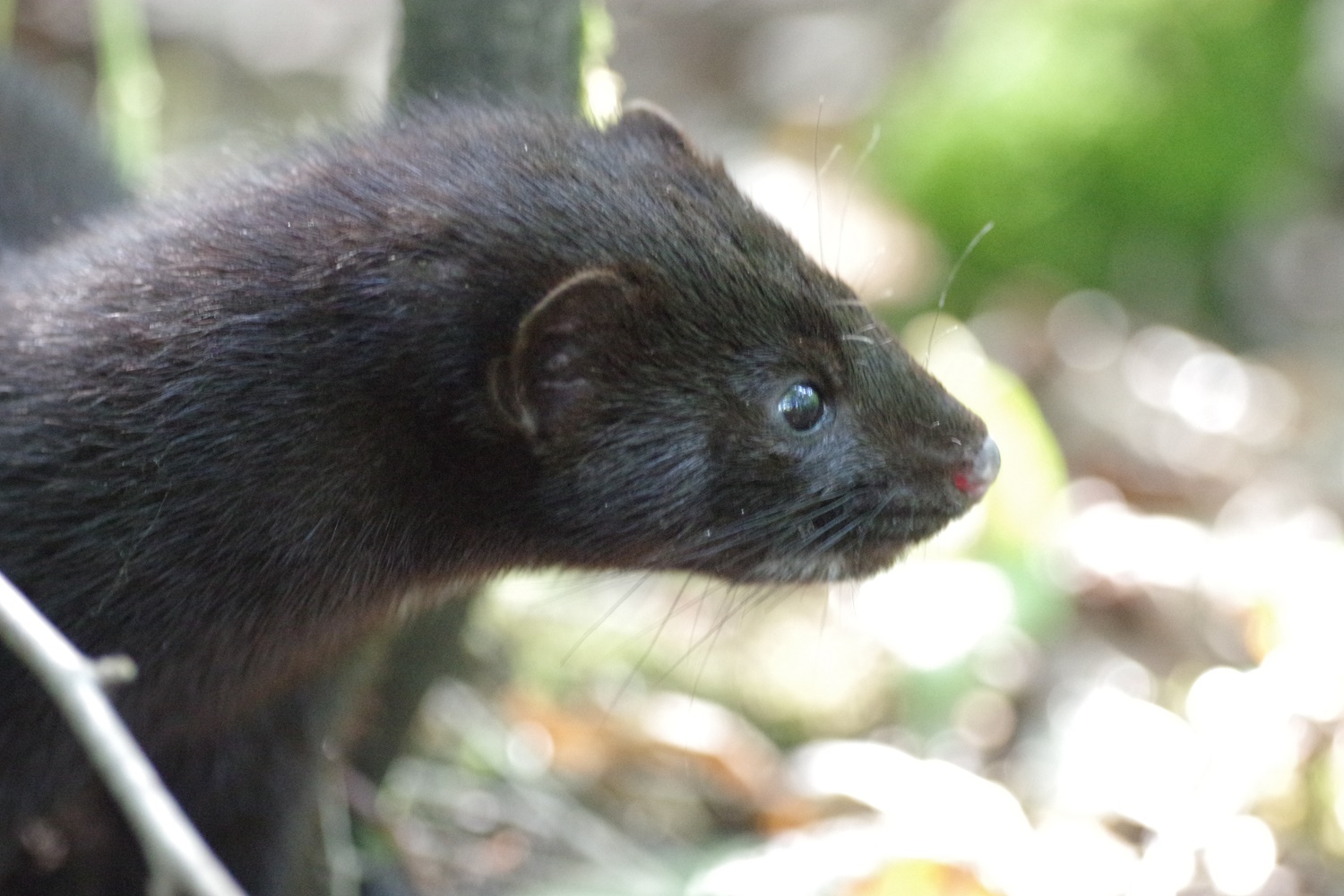 Mink