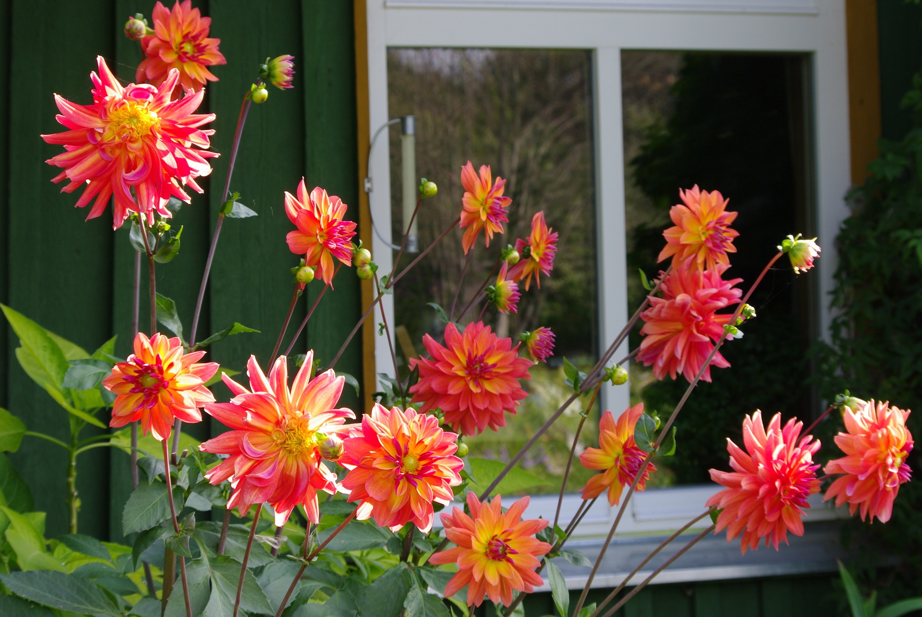 Daalia Tricolore