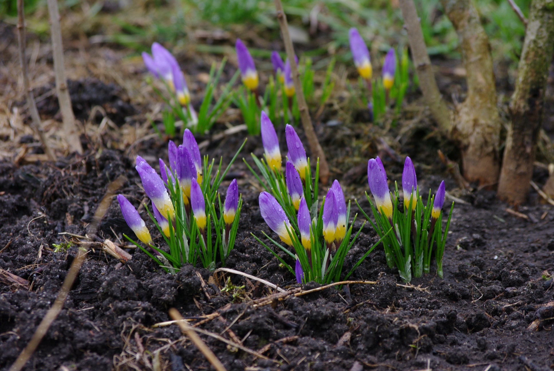 Siberi krookus Tricolore