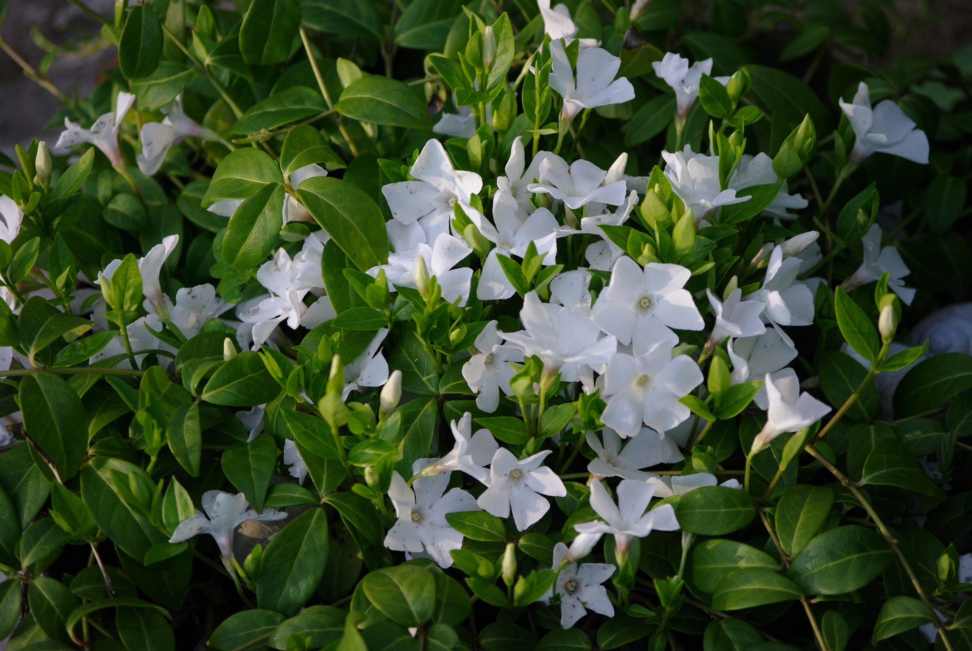 Igihali Vinca minor