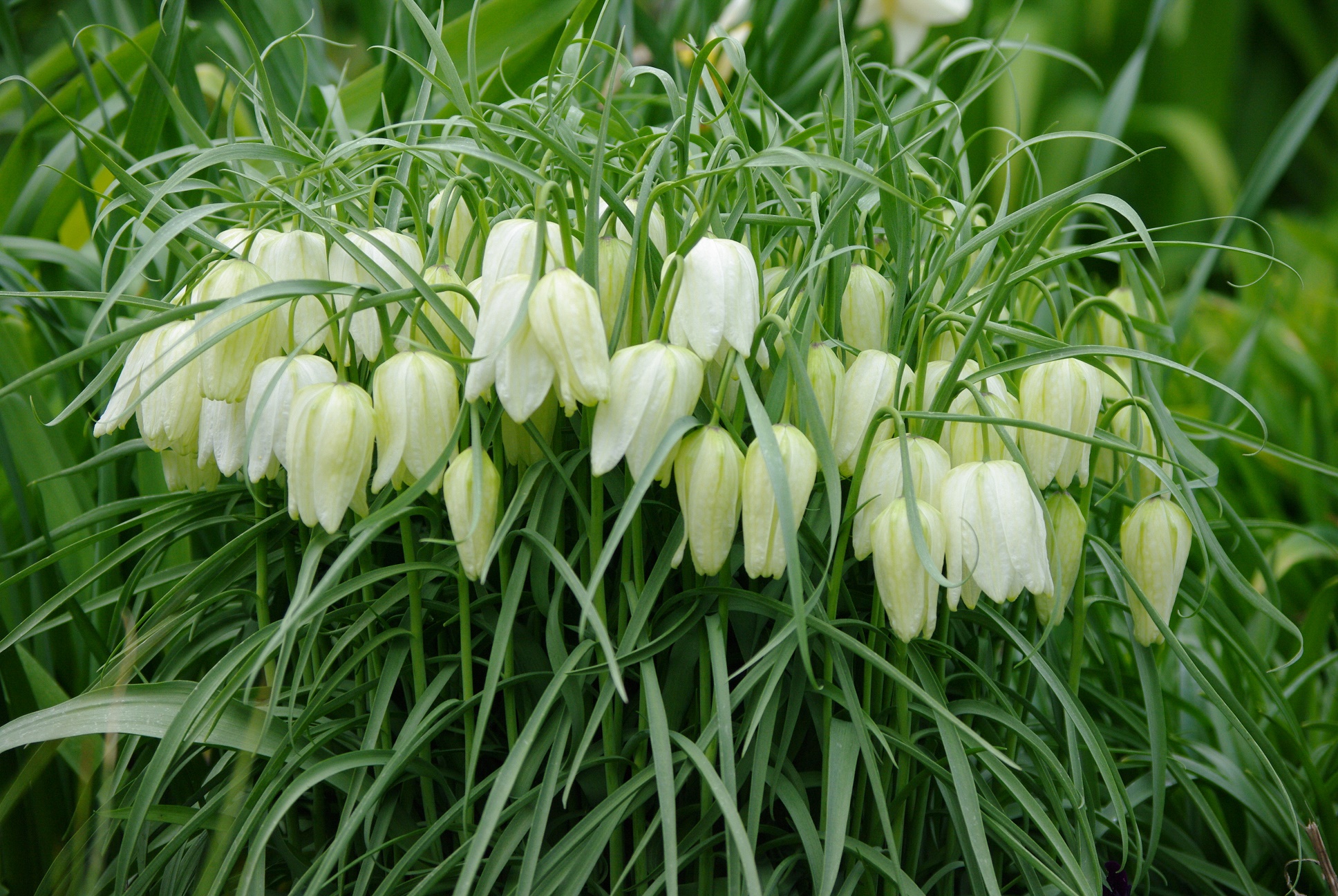 Kirju püvilill Fritillaria meleagri, valge vorm
